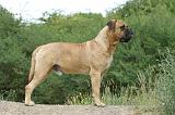 BULLMASTIFF 313